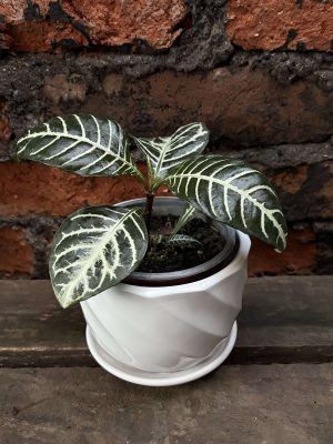 Aphelandra