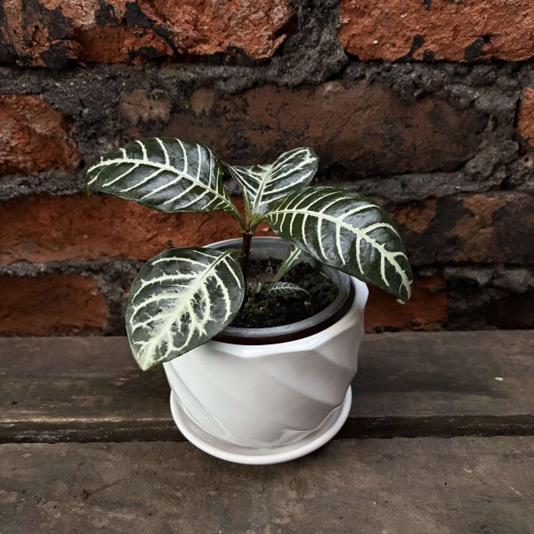Aphelandra