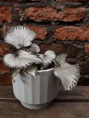 Begonia rex gris