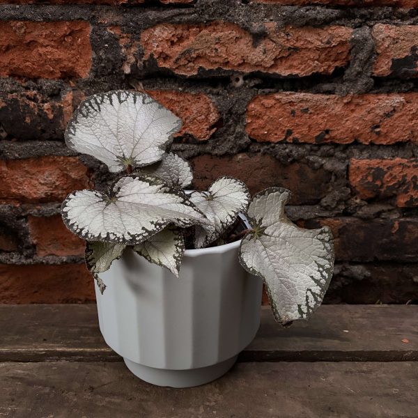 Begonia rex gris