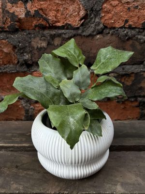 Calathea bella network p2