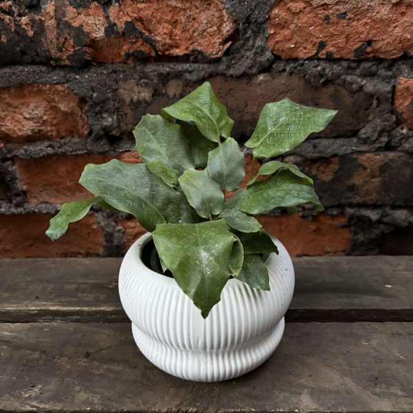 Calathea bella network p2