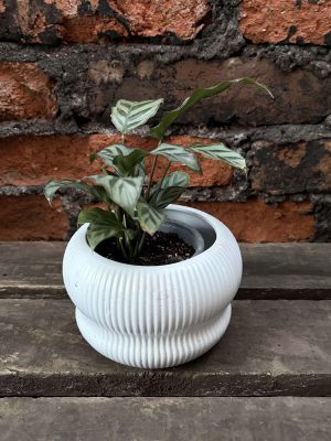 Calathea freddy