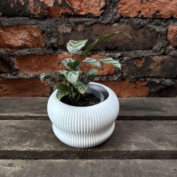 Calathea freddy