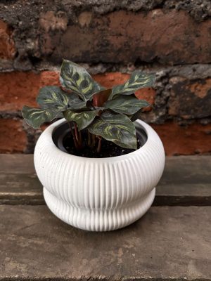 Calathea makoyana p2