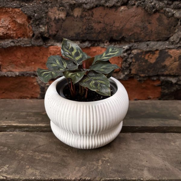 Calathea makoyana p2
