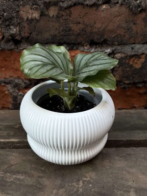 Calathea orbifolia p2