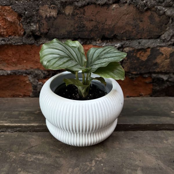 Calathea orbifolia p2