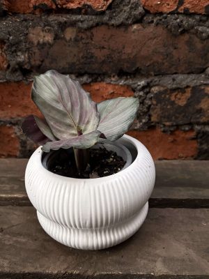 Calathea picturata silver please p2
