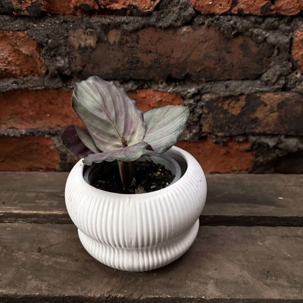 Calathea picturata silver please p2