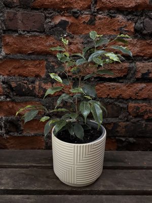 Ficus benjamina p2