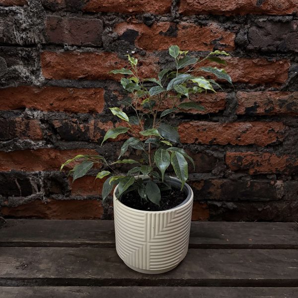 Ficus benjamina p2