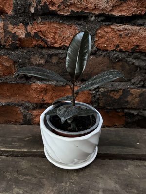Ficus elastica burgundy p2