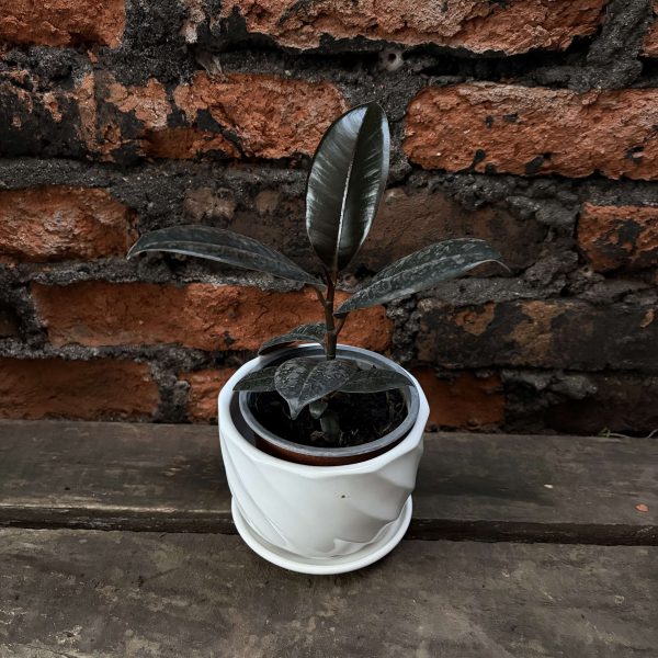 Ficus elastica burgundy p2
