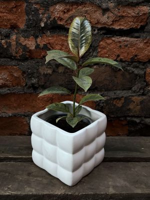 Ficus elastica shiveriana p2