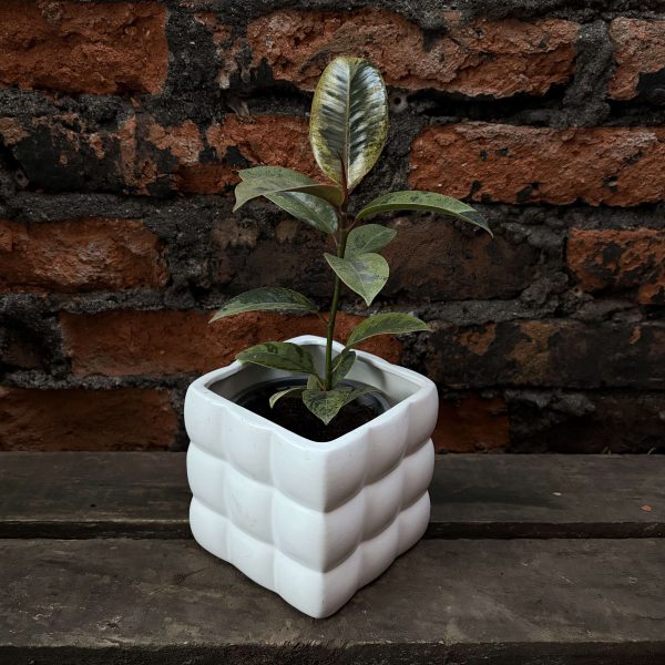 Ficus elastica shiveriana p2