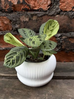 Maranta leuconera golden