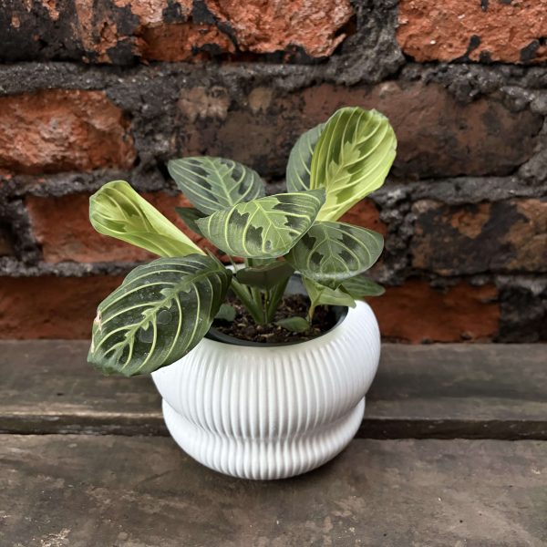 Maranta leuconera golden