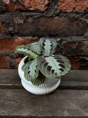 Maranta massangeana p2