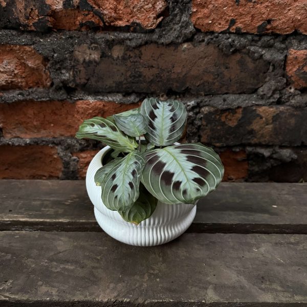 Maranta massangeana p2