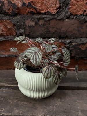 Peperomia piccolo p2