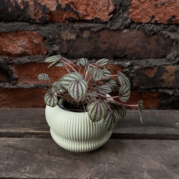Peperomia piccolo p2