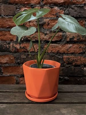 Philo monstera p2