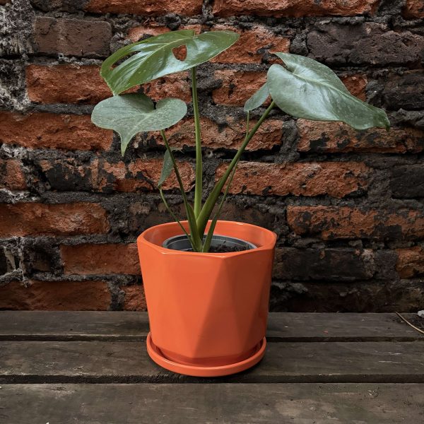 Philo monstera p2