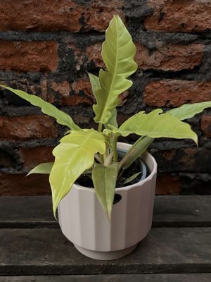 Philo narrow golden p2